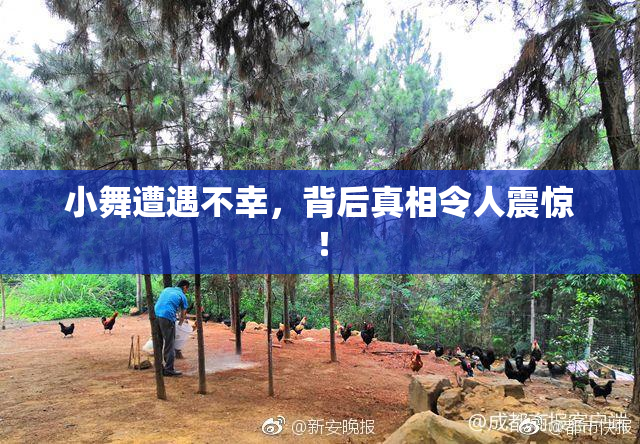 小舞遭遇不幸，背后真相令人震惊！