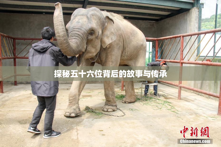 探秘五十六位背后的故事与传承