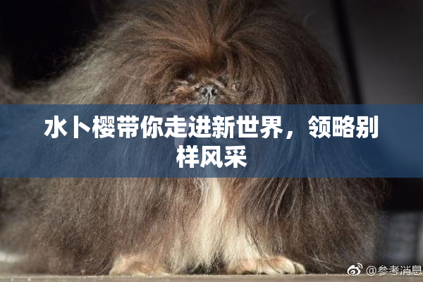 水卜樱带你走进新世界，领略别样风采