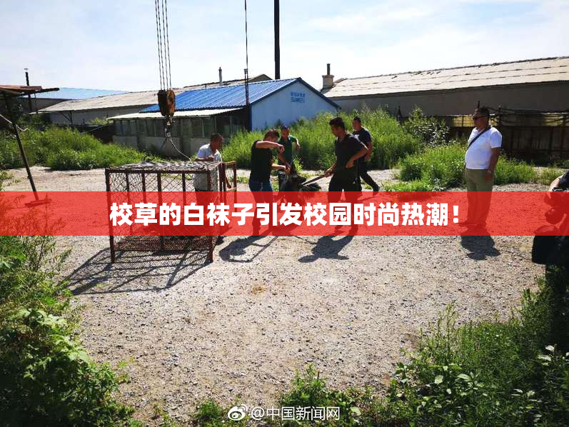 校草的白袜子引发校园时尚热潮！
