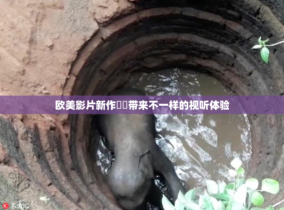 欧美影片新作❌‌带来不一样的视听体验