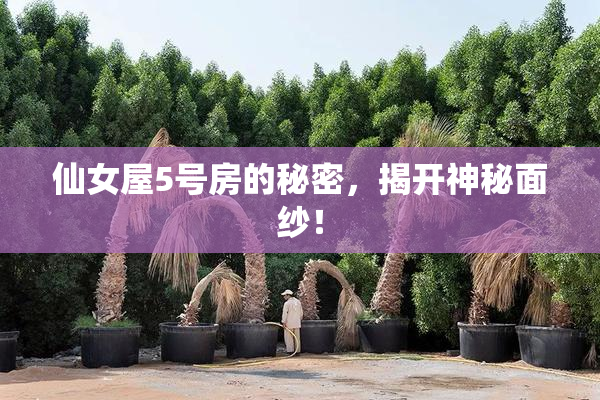 仙女屋5号房的秘密，揭开神秘面纱！
