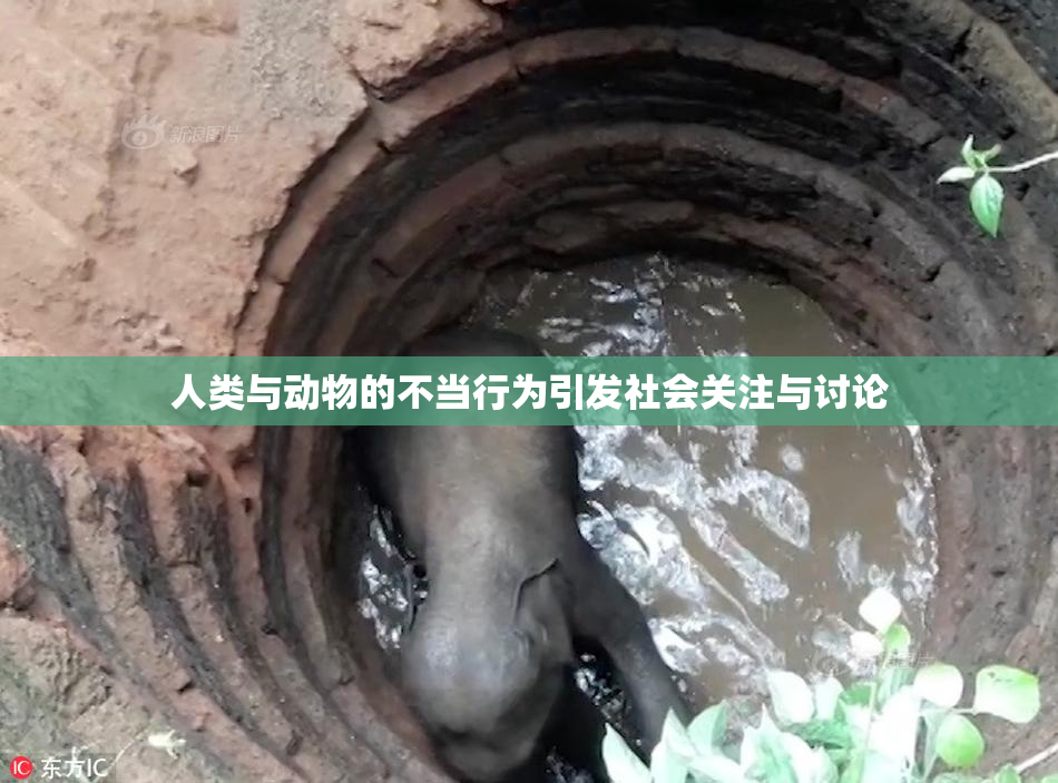 人类与动物的不当行为引发社会关注与讨论