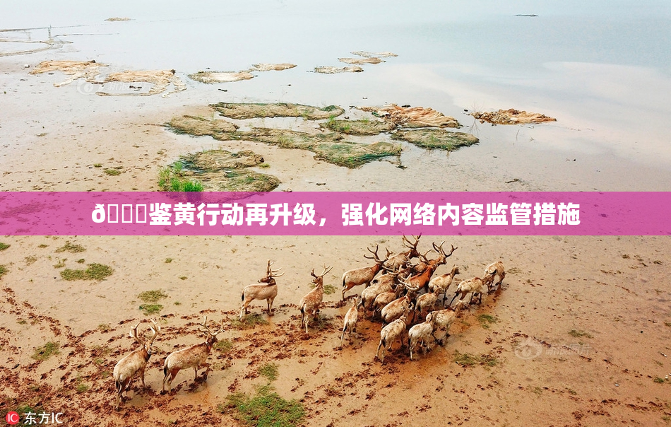 🔞鉴黄行动再升级，强化网络内容监管措施