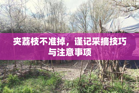 夹荔枝不准掉，谨记采摘技巧与注意事项
