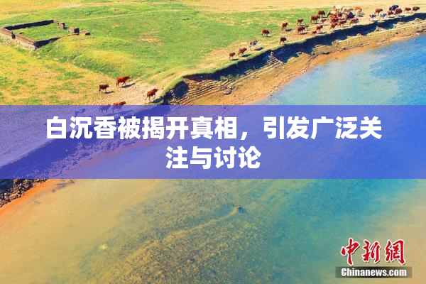 白沉香被揭开真相，引发广泛关注与讨论