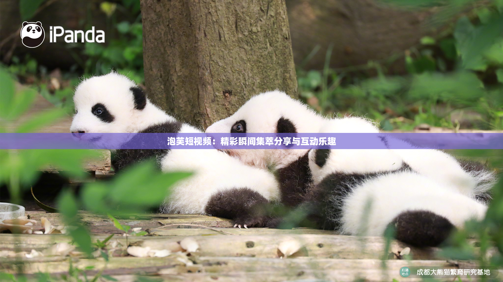 泡芙短视频：精彩瞬间集萃分享与互动乐趣