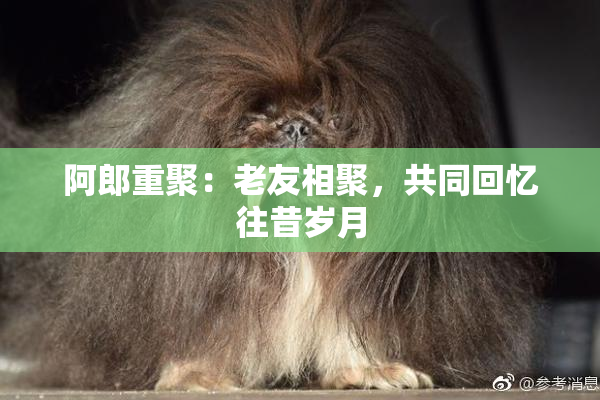 阿郎重聚：老友相聚，共同回忆往昔岁月