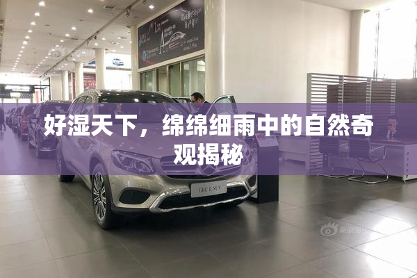 好湿天下，绵绵细雨中的自然奇观揭秘