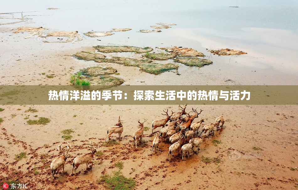热情洋溢的季节：探索生活中的热情与活力