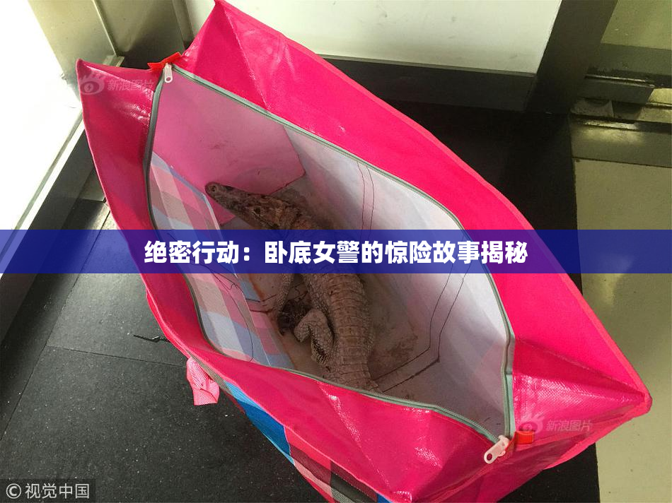 绝密行动：卧底女警的惊险故事揭秘