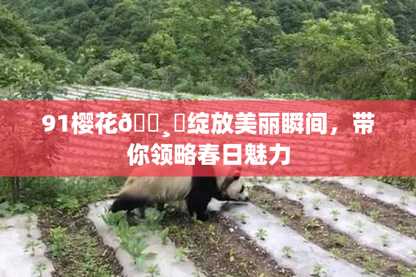 91樱花🌸‌绽放美丽瞬间，带你领略春日魅力