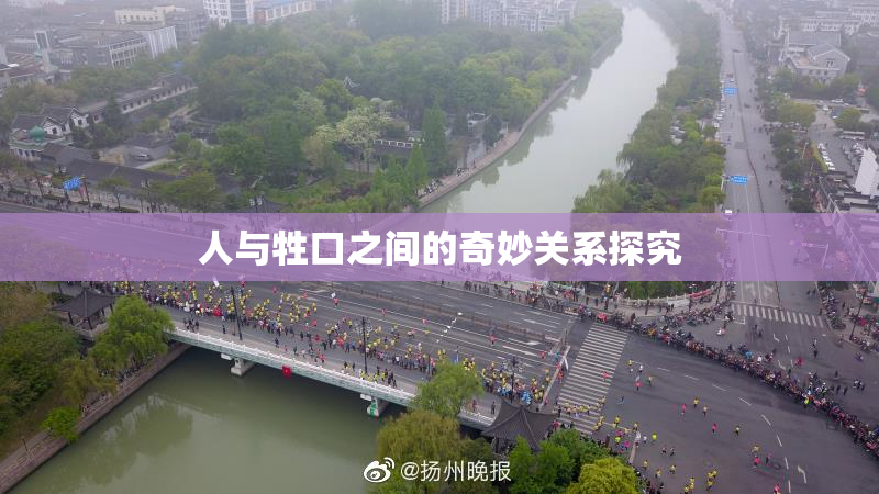 人与牲口之间的奇妙关系探究