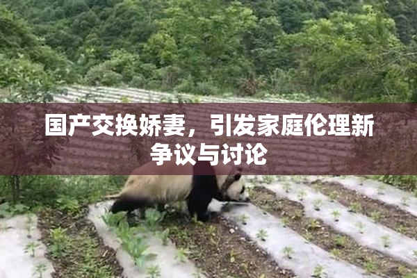 国产交换娇妻，引发家庭伦理新争议与讨论