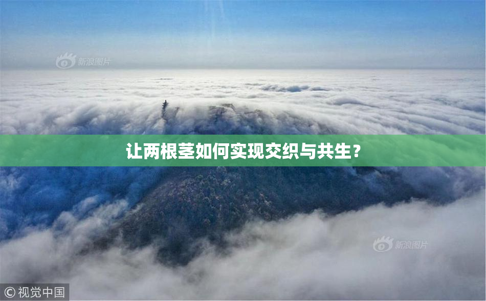 让两根茎如何实现交织与共生？