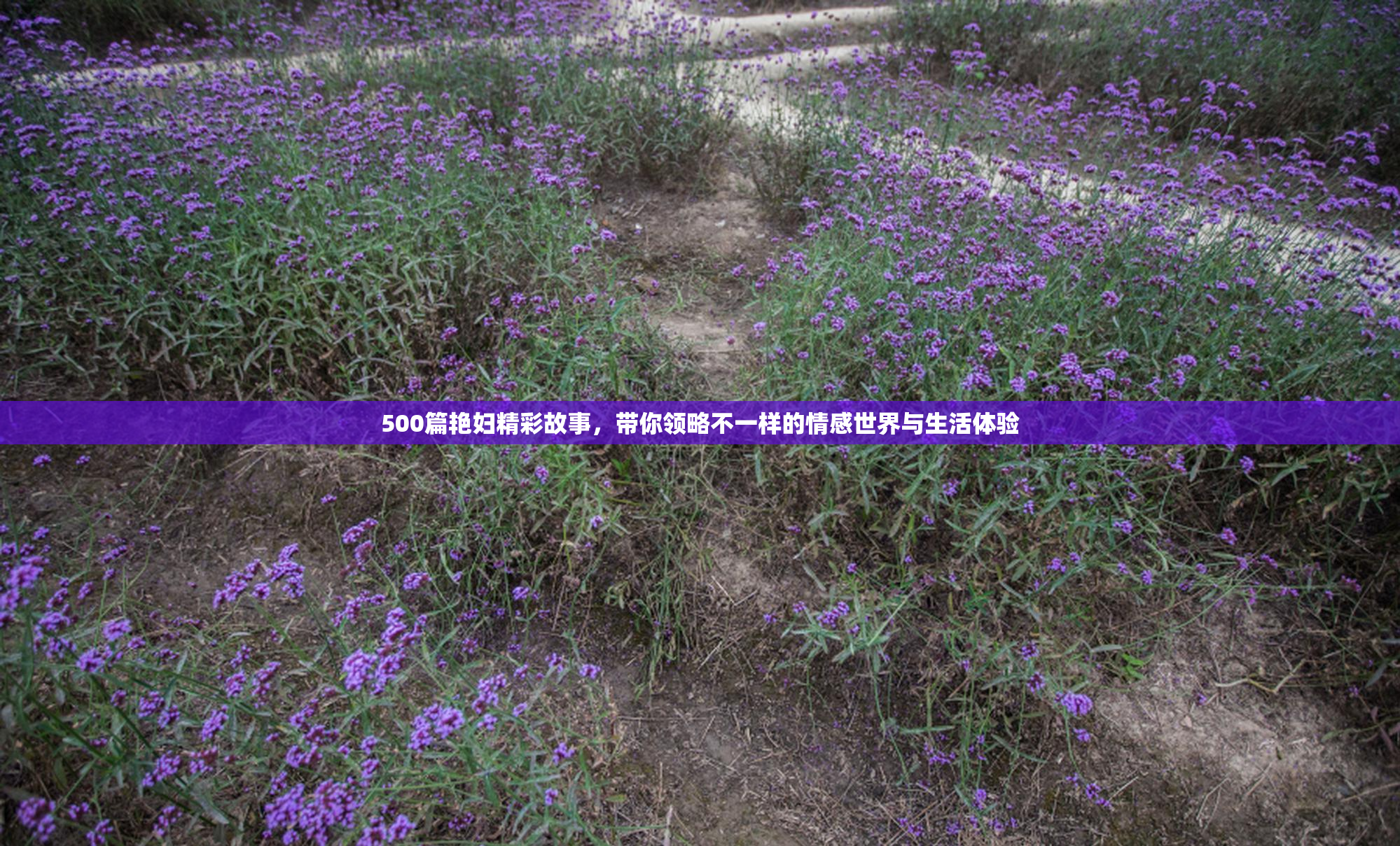 500篇艳妇精彩故事，带你领略不一样的情感世界与生活体验