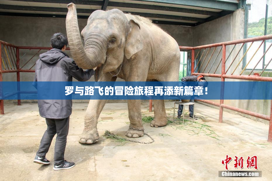 罗与路飞的冒险旅程再添新篇章！