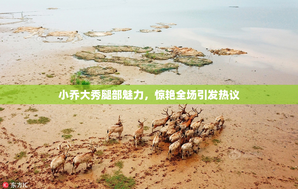 小乔大秀腿部魅力，惊艳全场引发热议