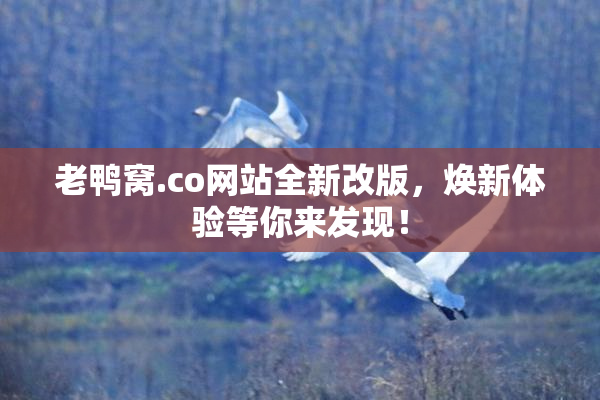 老鸭窝.co网站全新改版，焕新体验等你来发现！