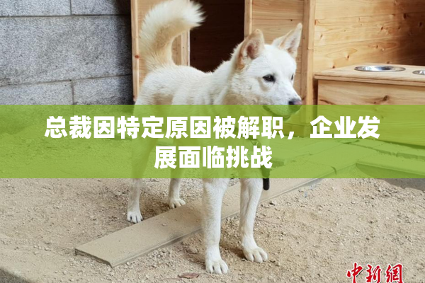 总裁因特定原因被解职，企业发展面临挑战