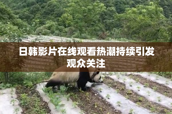 日韩影片在线观看热潮持续引发观众关注