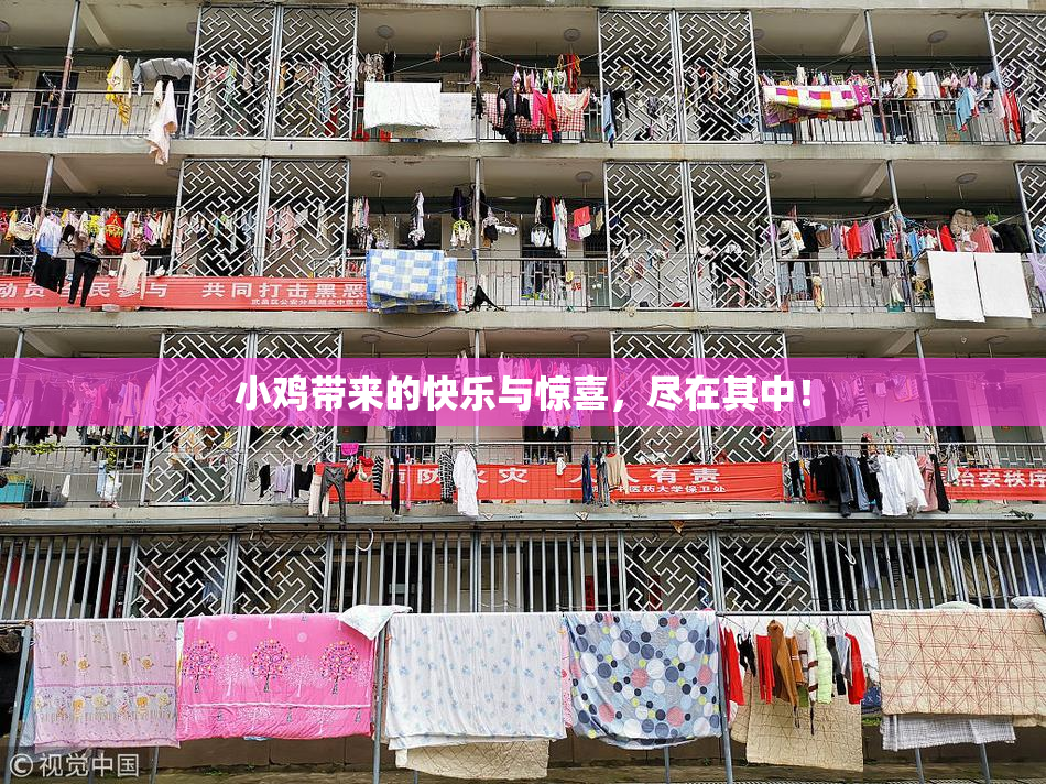 小鸡带来的快乐与惊喜，尽在其中！