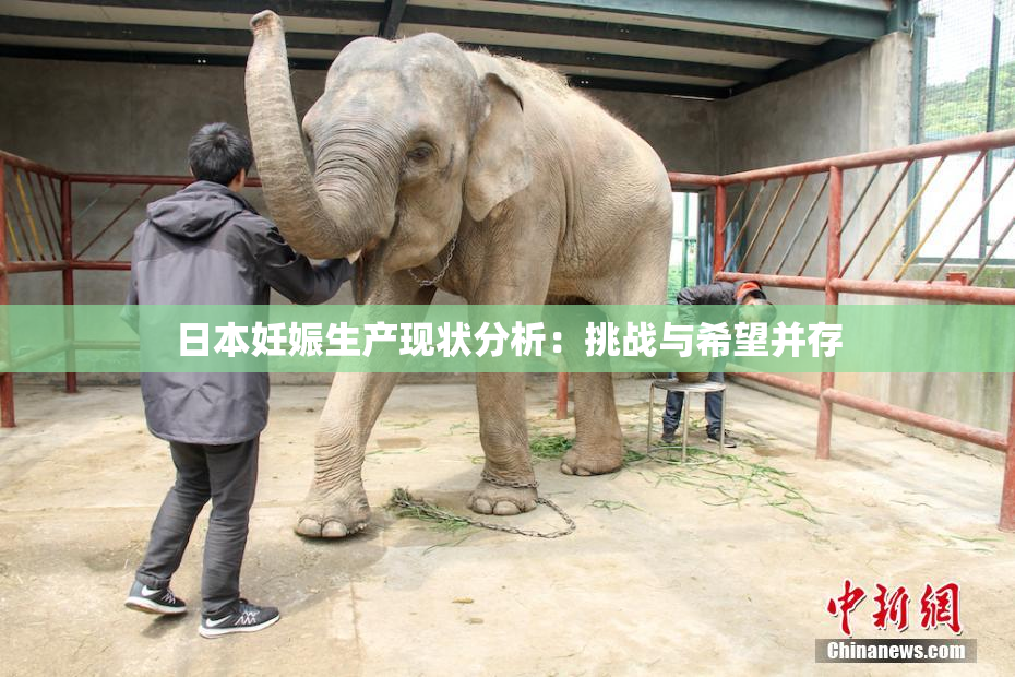 日本妊娠生产现状分析：挑战与希望并存