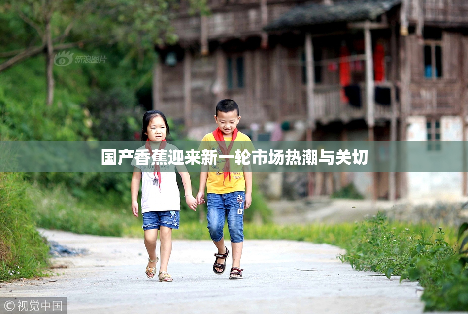 国产香蕉迎来新一轮市场热潮与关切