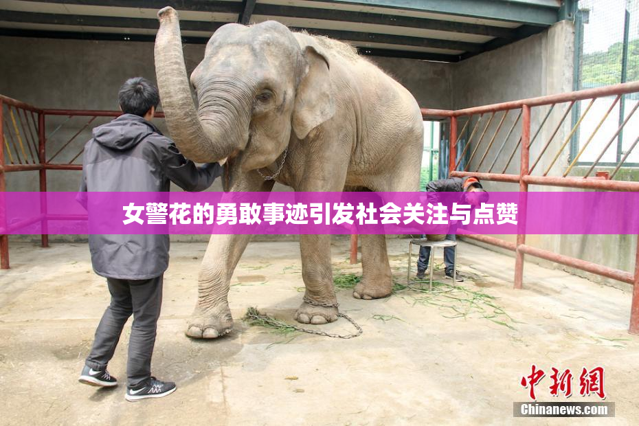 女警花的勇敢事迹引发社会关注与点赞