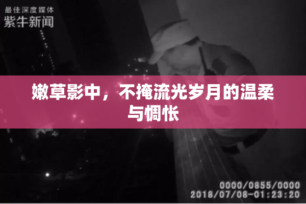 嫩草影中，不掩流光岁月的温柔与惆怅