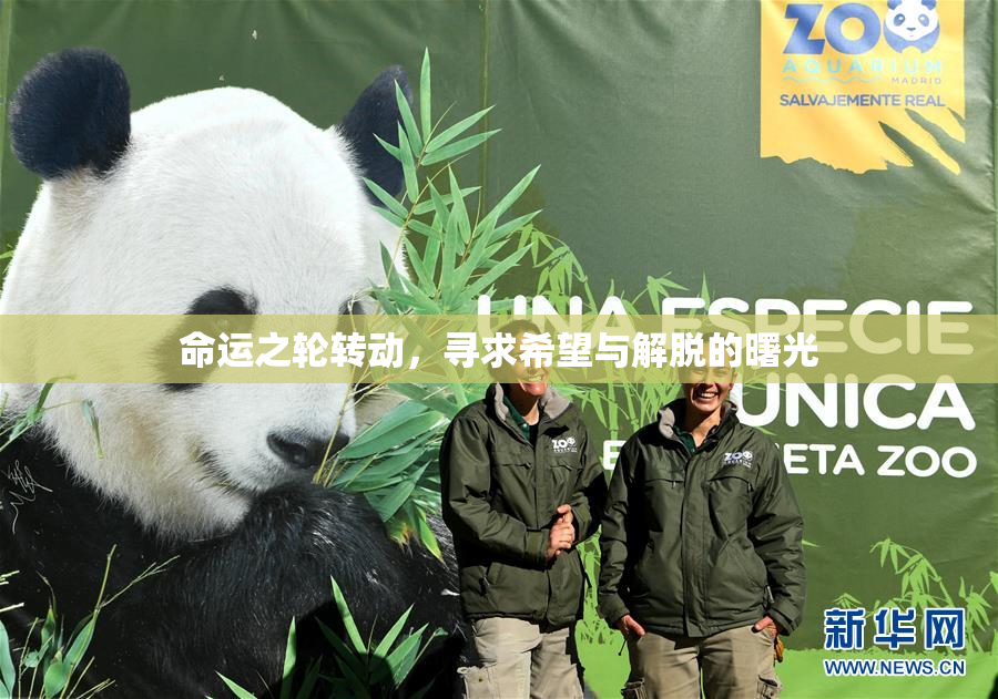 命运之轮转动，寻求希望与解脱的曙光