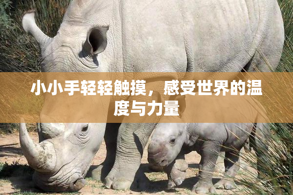 小小手轻轻触摸，感受世界的温度与力量