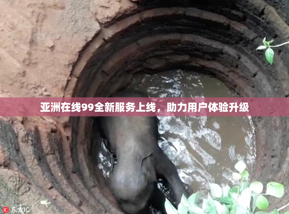 亚洲在线99全新服务上线，助力用户体验升级