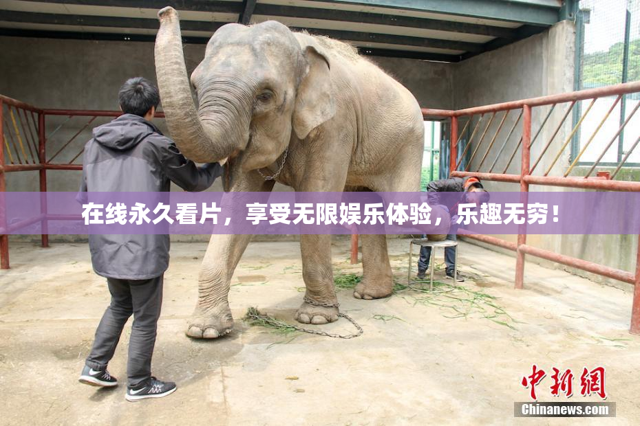 在线永久看片，享受无限娱乐体验，乐趣无穷！