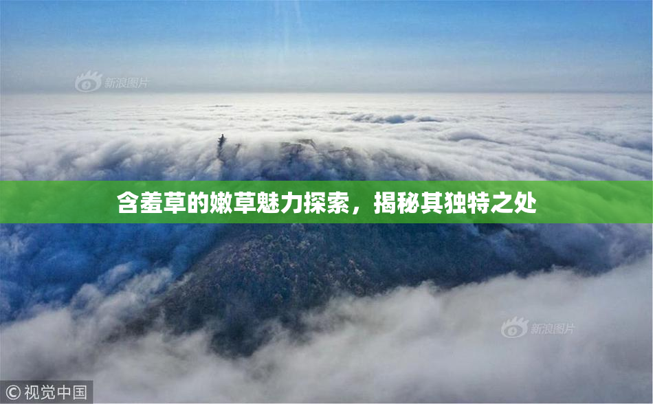 含羞草的嫩草魅力探索，揭秘其独特之处
