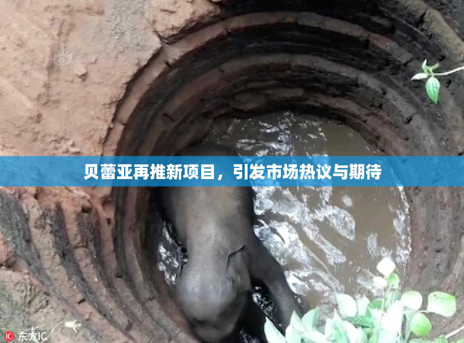贝蕾亚再推新项目，引发市场热议与期待