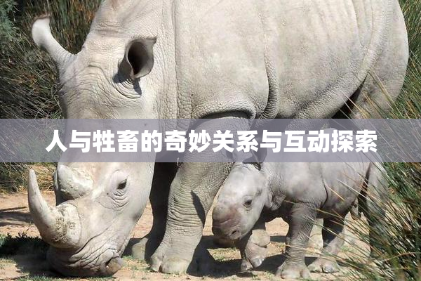 人与牲畜的奇妙关系与互动探索