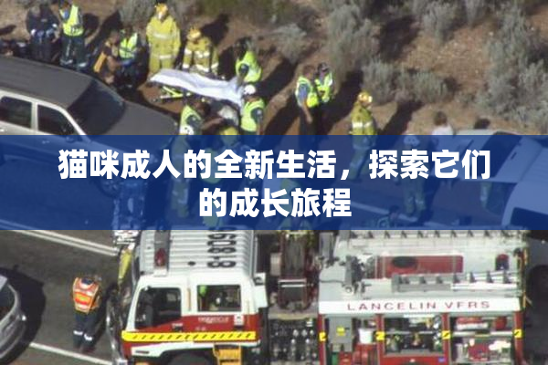 猫咪成人的全新生活，探索它们的成长旅程