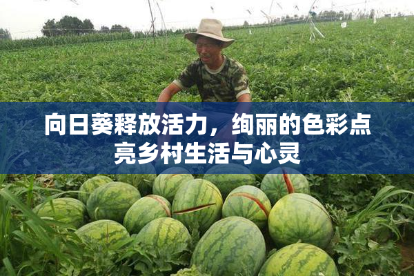 向日葵释放活力，绚丽的色彩点亮乡村生活与心灵