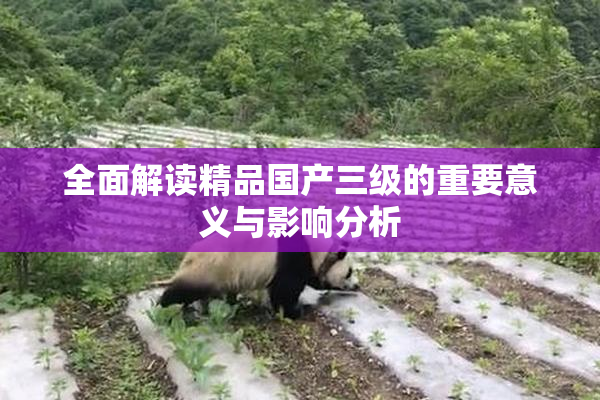 全面解读精品国产三级的重要意义与影响分析