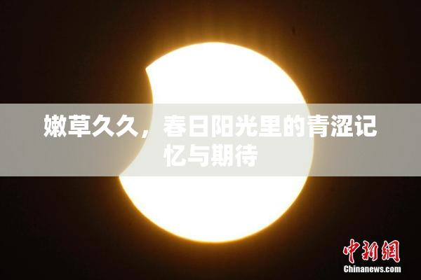 嫩草久久，春日阳光里的青涩记忆与期待