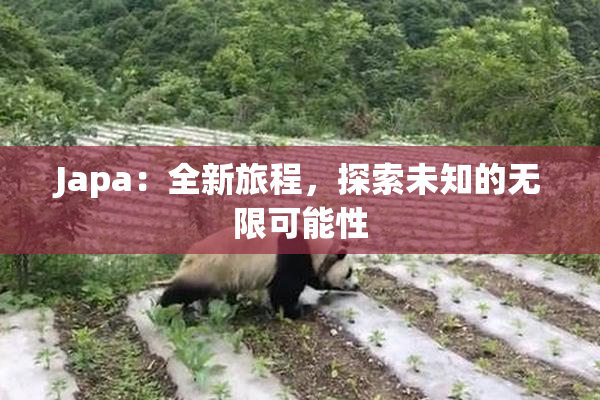 Japa：全新旅程，探索未知的无限可能性