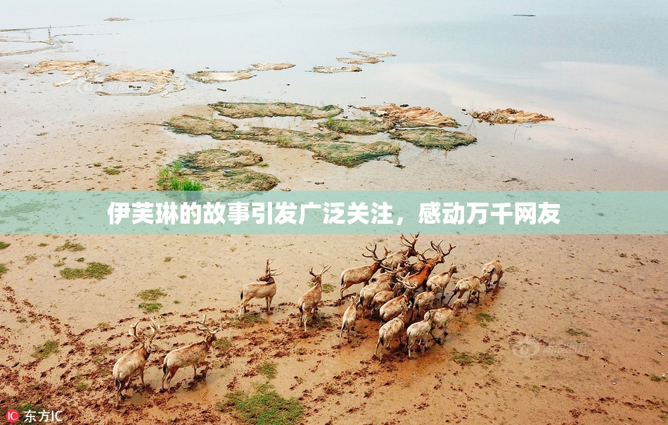 伊芙琳的故事引发广泛关注，感动万千网友