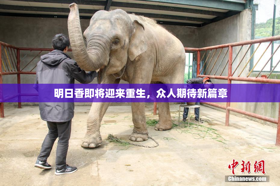 明日香即将迎来重生，众人期待新篇章