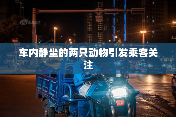 车内静坐的两只动物引发乘客关注