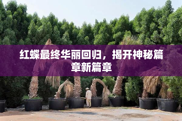 红蝶最终华丽回归，揭开神秘篇章新篇章