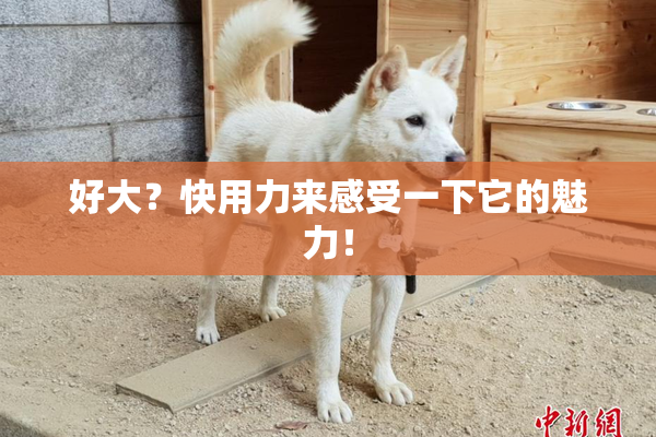 好大？快用力来感受一下它的魅力！