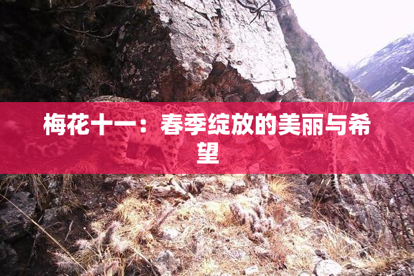 梅花十一：春季绽放的美丽与希望