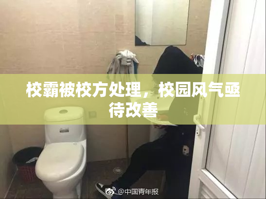 校霸被校方处理，校园风气亟待改善