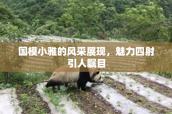 国模小雅的风采展现，魅力四射引人瞩目